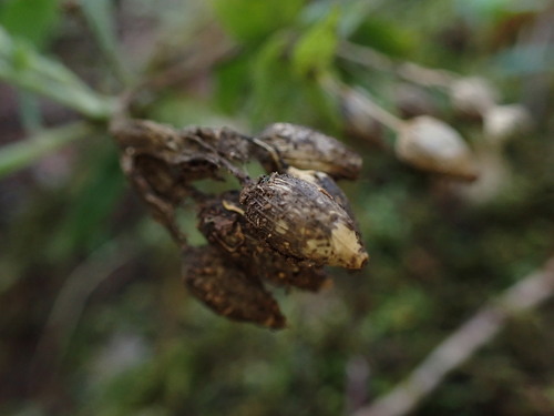 Schiedea viscosa