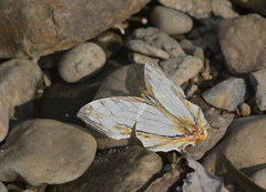 Cyrestis thyodamas indica