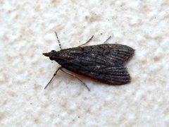 Scoparia anthracias