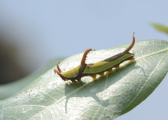 Cyrestis thyodamas indica