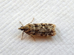 Scoparia chiasta