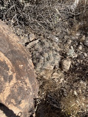 Coryphantha macromeris macromeris