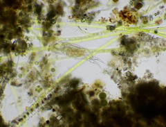 Cephalodella forficula