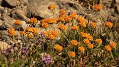 Eriogonum flavum