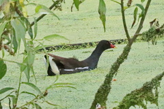 Gallinula chloropus