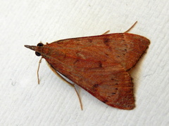 Uresiphita ornithopteralis