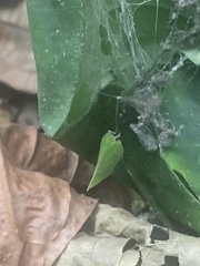 Flatidae
