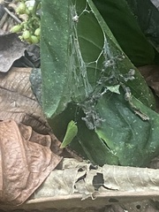 Flatidae