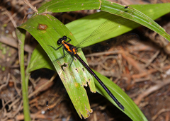 Austroargiolestes chrysoides