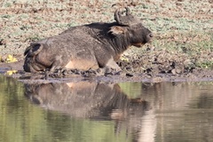 Syncerus caffer brachyceros