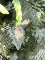 Pseudagrion pilidorsum