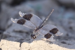 Brachythemis impartita