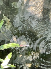 Pseudagrion pilidorsum