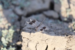 Brachythemis impartita