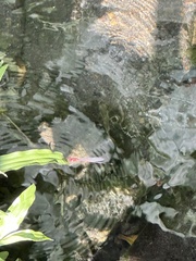Pseudagrion pilidorsum