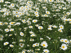 Leucanthemum