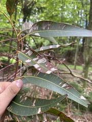 Eucalyptus nitens