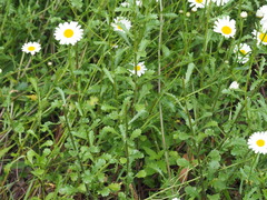 Leucanthemum