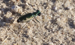 Eunota circumpicta