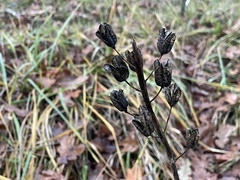 Camassia leichtlinii