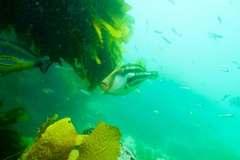 Meuschenia freycineti