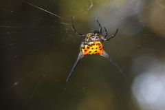 Gasteracantha dalyi