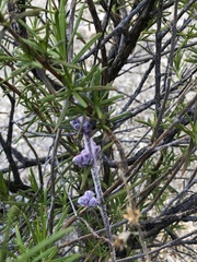 Trichostema lanatum