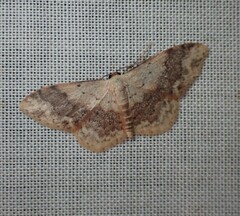 Idaea halmaea