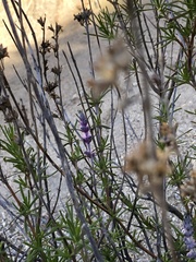 Trichostema lanatum