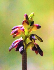 Genoplesium vernale