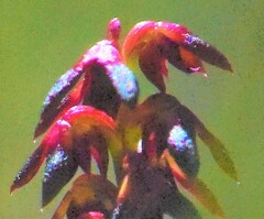 Genoplesium vernale