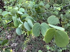Image of Bauhinia rufescens