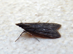 Scoparia anthracias
