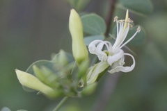Bauhinia rufescens image