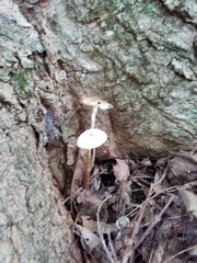 Oudemansiella limonispora
