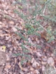 Asparagus acutifolius
