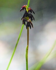 Genoplesium vernale