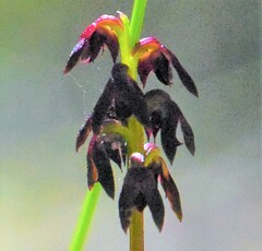 Genoplesium vernale