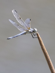 Libellula composita