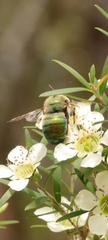 Xylocopa bombylans