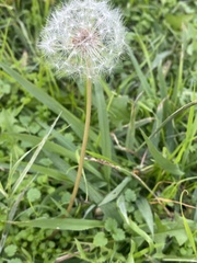 Taraxacum