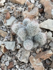 Escobaria tuberculosa