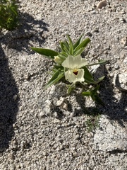 Mohavea confertiflora