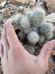 Escobaria tuberculosa