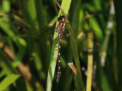Austroaeschna pulchra