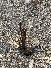 Aphyllon franciscanum