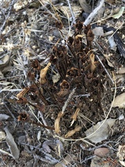 Aphyllon franciscanum