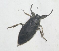 Lethocerus medius