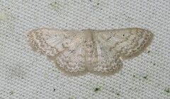 Scopula benitaria