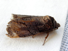 Culama anthracica